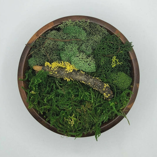 Moss Art Bowls - Acacia Wood Bowls