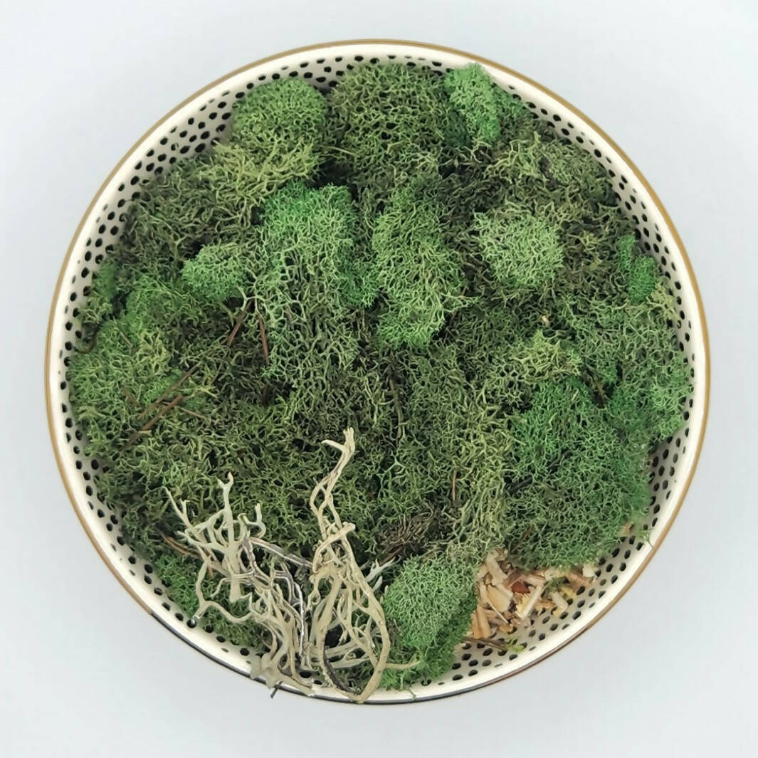 Moss Art Bowls - Patterned Ceramic Bowls